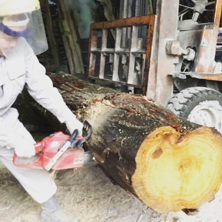 たわたのインスタグラム：「今日は初チェンソー #自分がチェンソーを使う日がくるとは #思いの外凄い振動がくる #アブトロニックぐらい #アブトロニックてまだあんのかな？ #あったとて何も思うことはないけどね #たわた日記  #毎週せやねん午後の部に出てます  #みてね」