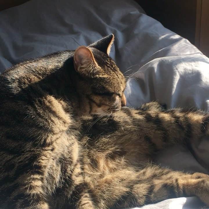 小森高博のインスタグラム：「ぺろぺろ #cat #grooming」