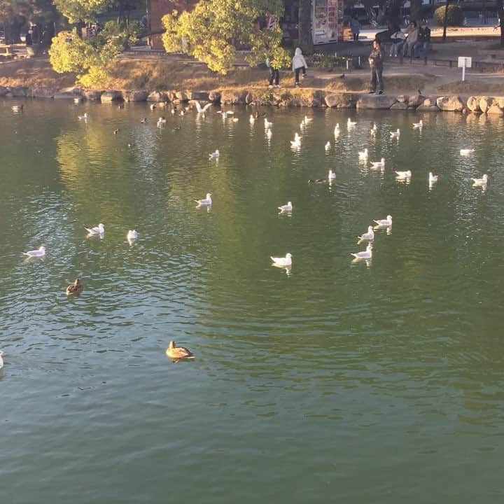 サラ・タミュラのインスタグラム：「大濠公園ほんと和む〜🕊 #ohoripark #park #ohorikoen #relax #relaxtime #relaxplace #大濠公園」