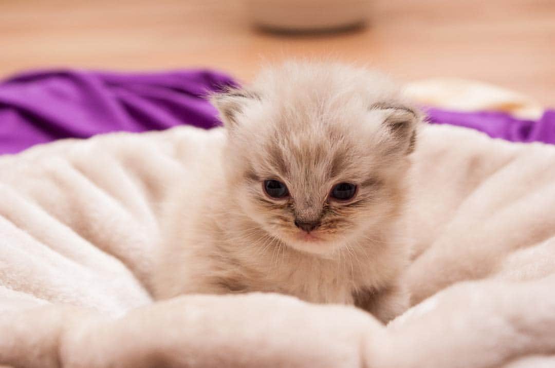 BabyAnimalのインスタグラム：「#猫 #子猫 #cat #catstagram #baby #animals #instalike#動物 #cuteanimal #可愛い #動物好き #動物好きな人と繋がりたい #instaanimal #animallovers #babyanimalstagram #follow #instagood #followme #l4l #instapic #instaphoto #like #photo #nice」