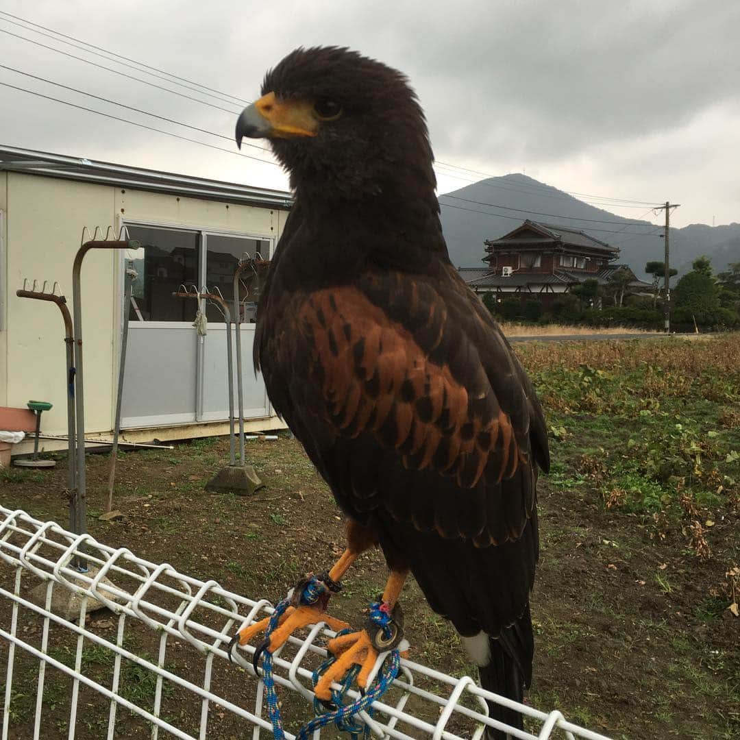 竹内由恵さんのインスタグラム写真 - (竹内由恵Instagram)「昨日は年末特番のために、佐賀県に日帰り出張でした！迷惑カラスを撃退する鷹を取材。この鷹はポンタロウ君といいます。可愛らしい名前ですが、撃退する様子は恐ろしかったです笑  また近くなったらご報告します♫」11月20日 14時27分 - yoshie0takeuchi