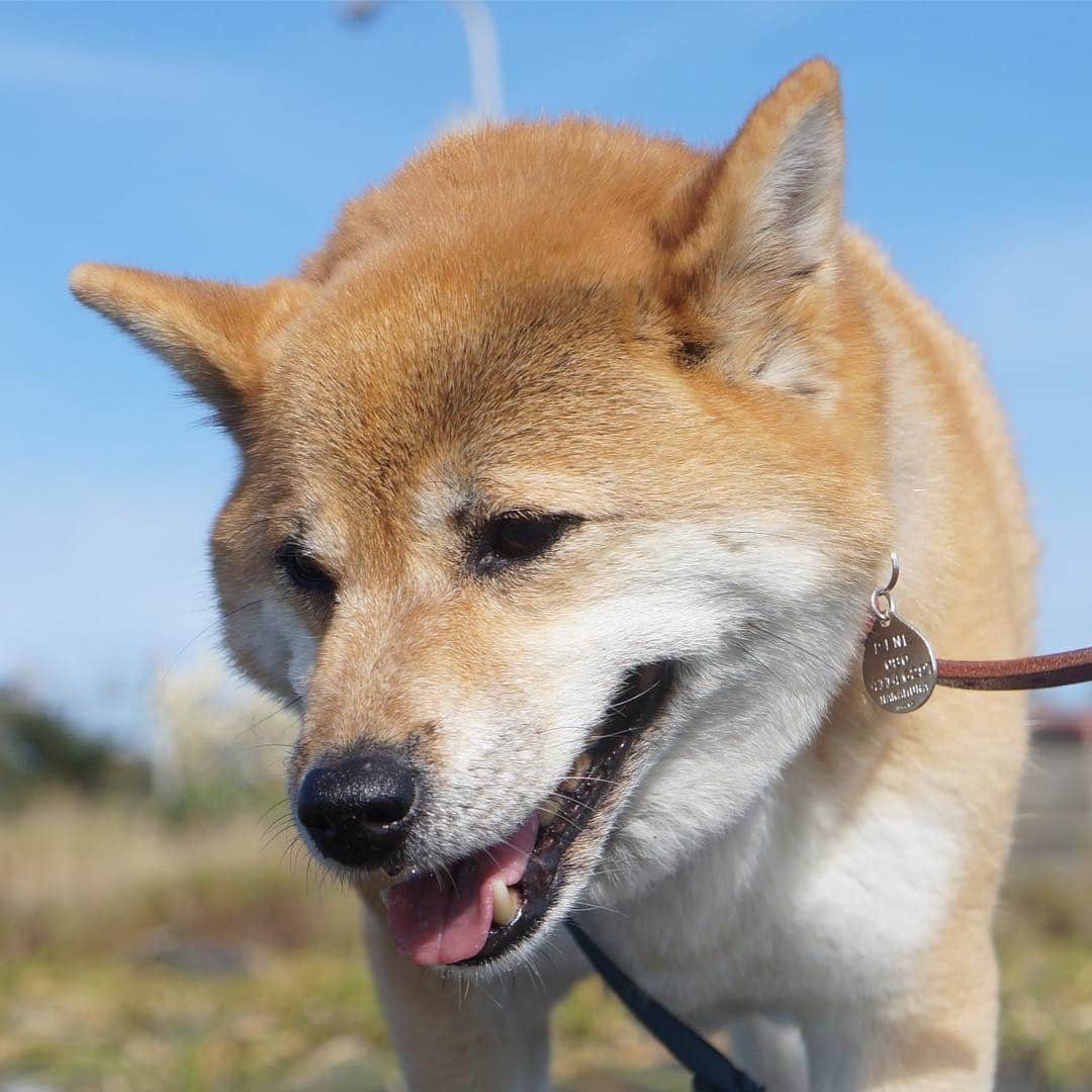 beis0816のインスタグラム：「Hello. Beautiful day for a walk. ハロハロパイン〜。お久しぶりだワン。今日はとっても晴れて、海までお散歩行ったワン。 #パイン #パインさん #柴犬 #柴 #犬 #犬バカ部 #日本犬 #わんダフォ #shiba #shibainu #dog #dogstagram  #dogs  #shibastagram #shibainustagram #shibalife #instadog」