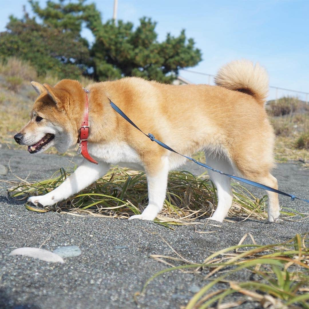 beis0816さんのインスタグラム写真 - (beis0816Instagram)「I love beach. 歩くの楽し〜。 #パイン #パインさん #柴犬 #柴 #犬 #犬バカ部 #日本犬 #わんダフォ #shiba #shibainu #dog #dogstagram  #dogs  #shibastagram #shibainustagram #shibalife #instadog」11月20日 21時14分 - konatsu_pine_happy