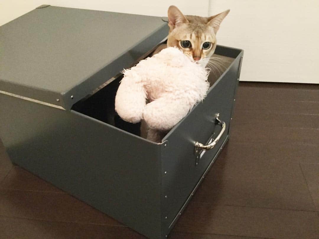 モルト♡Malt(Singapuracat)のインスタグラム：「(少し前の📷) うさちゃんはぼくが助けるからねぇ‼︎🐰😾✨ * #シンガプーラ #猫 #ねこ#ネコ #ねこ部 #ねこら部 #ふわもこ部 #ペコねこ部 #ピクネコ #みんねこ #にゃんすたぐらむ #にゃんだふるらいふ #ねこのいる生活 #猫とインテリア #IKEA #fjalla #フィェラ #ふた付きボックス #収納 #インテリア #interior #うさちゃんてちてち #運び屋猫 #ペットスナップ #necoto.」