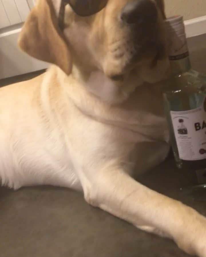 Huckのインスタグラム：「Safe to say I killed the #mannequinchallenge #peep  #nodogswereharmedinthemakingofthisvideo #outchea #bigpimpin #litaf #killinthegame #fab_labs_ #labrador_class #talesofalab #yellowlaboftheday」