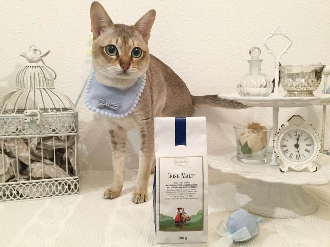 モルト♡Malt(Singapuracat)のインスタグラム：「#名前の由来バトン を受け取りました💡 * #ロンネフェルト 社の#アイリッシュモルト という茶葉からきたんよ、ぼく👉🏻👦🏼🍂笑 パパとママの想い出の紅茶☕️💕 ずっと猫と暮らしたいねって言ってて、色々環境が整ってもし猫ちゃんを迎えることになったら、絶対アイリッシュモルトに関連のある名前にしたいねって言ってたのです👪✨ * * バトンはここに置いておきます👐🏻よければみなさん受け取ってください😽💙 * @ohshima_moa モアちゃんママ遅くなってごめんねぇ😽🙏🏻バトンありがとう💙 #シンガプーラ #猫 #ねこ#ネコ #ねこ部 #ねこら部 #ふわもこ部 #ペコねこ部 #ピクネコ #みんねこ #にゃんすたぐらむ #にゃんだふるらいふ #ねこのいる生活 #猫とインテリア #猫の服 #ハンドメイド #猫の首輪 #紅茶 #ronnefeldt #IrishMalt #ミルクティー #おいしい #おすすめ #ペットスナップ #necoto. #eclatcat #curepetcancer」