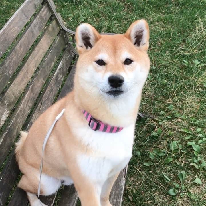 マロたんのインスタグラム：「Treats please! 欲しいって言ってるでしょ！ #柴犬 #shibainu #shiba  #weeklyfluff #ilovemydog #ふわもこ部」