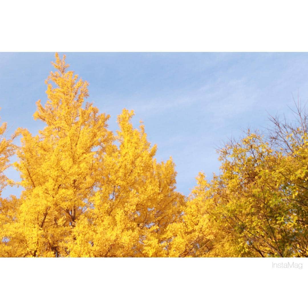 岡本愛加さんのインスタグラム写真 - (岡本愛加Instagram)「京都の公孫樹」11月21日 21時39分 - ak_mi_okamdl