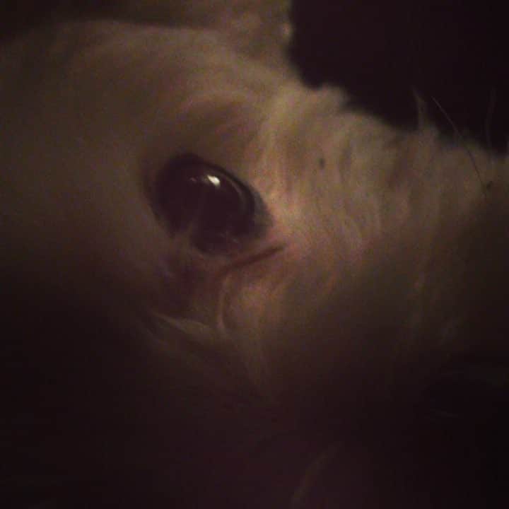 HiROMiのインスタグラム：「シャイくんに無視されて傷ついてるなう。😑」