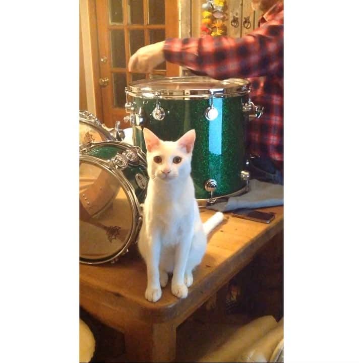 松永俊弥のインスタグラム：「この白猫、可愛すぎてどうかしてるぜ‼️😜 ・ #drum#drummer#dwdrums#dwdrum#モリダイラ楽器#remo#vater#RRL#levis#levis501」