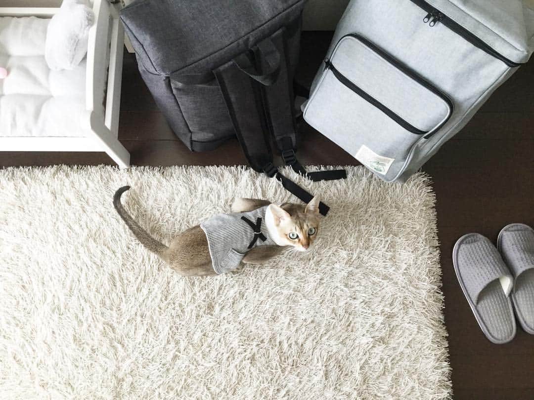 モルト♡Malt(Singapuracat)のインスタグラム