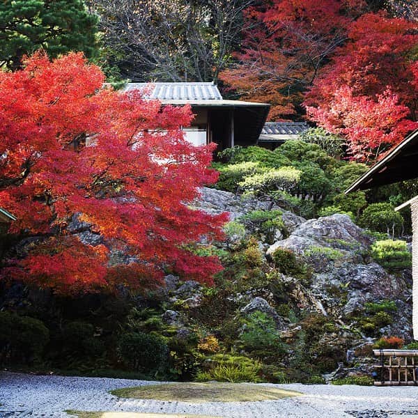 THE WESTIN KYOTO ウェスティン都ホテル京都のインスタグラム：「佳水園と紅葉 Kasuien and Red leaves #ウェスティン都ホテル京都　#京都 #佳水園　#紅葉 #もみじ　#日本庭園 #westinmiyakokyoto  #kyoto #westinmiyako　#redleaves　#momiji #japanesegarden」