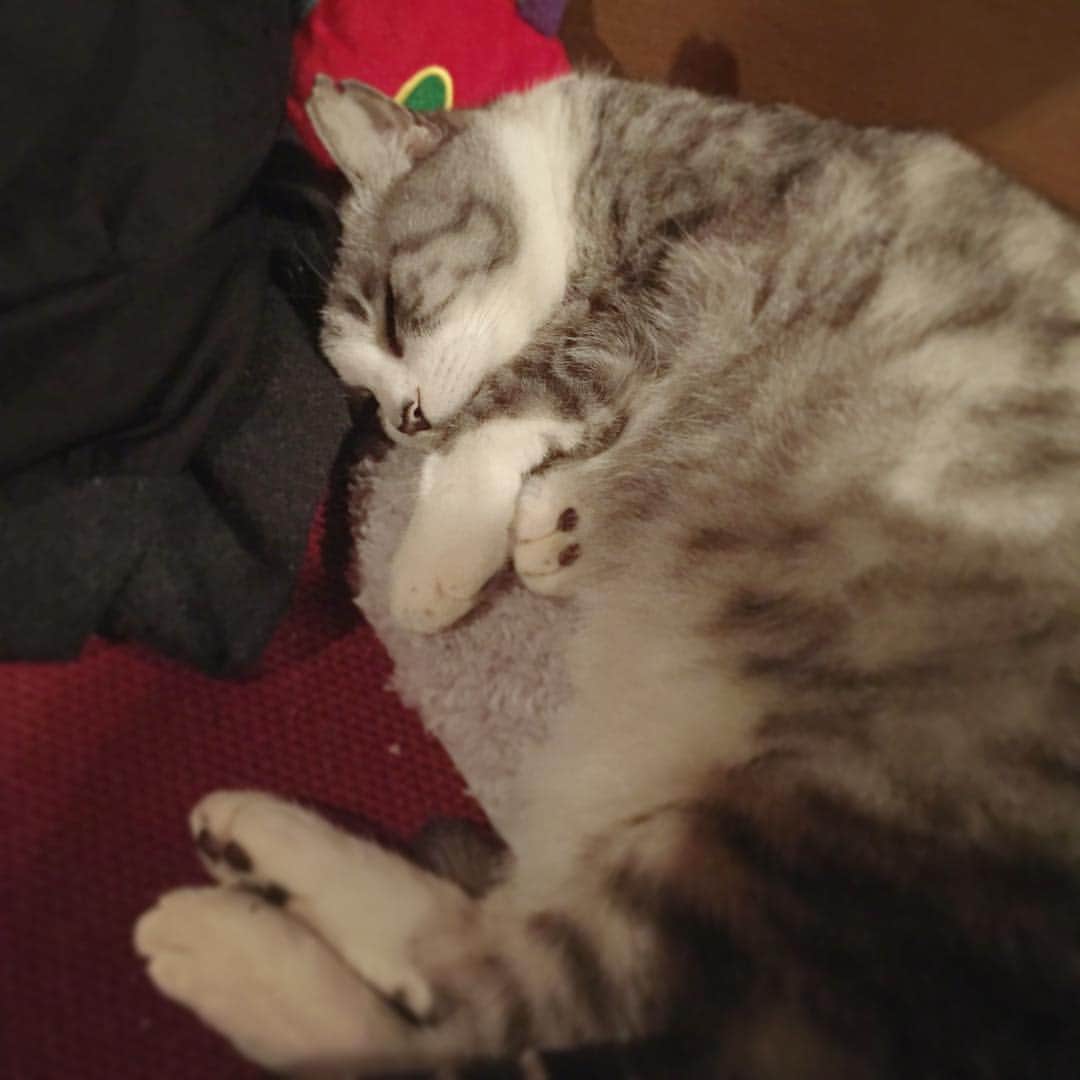 坂本美雨さんのインスタグラム写真 - (坂本美雨Instagram)「いいゆめを #cat #サバ美」11月23日 0時24分 - miu_sakamoto