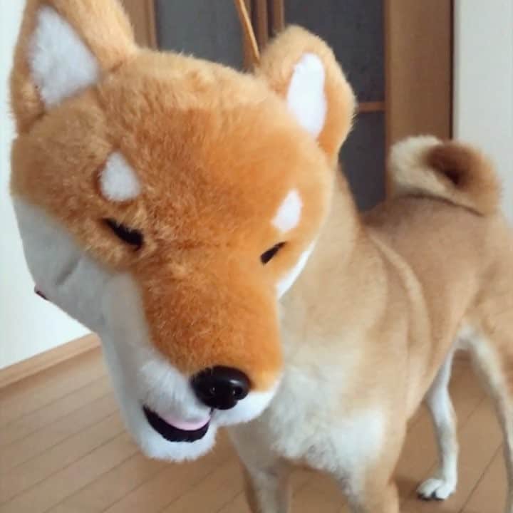 マロたんのインスタグラム：「#フェリシモ #忠犬SHIBA 来たよ🐕 残り3回、次こそは…😅 #felissimo #忠犬shiba5  #柴犬 #shibainu #shiba  #weeklyfluff #ilovemydog #ふわもこ部」
