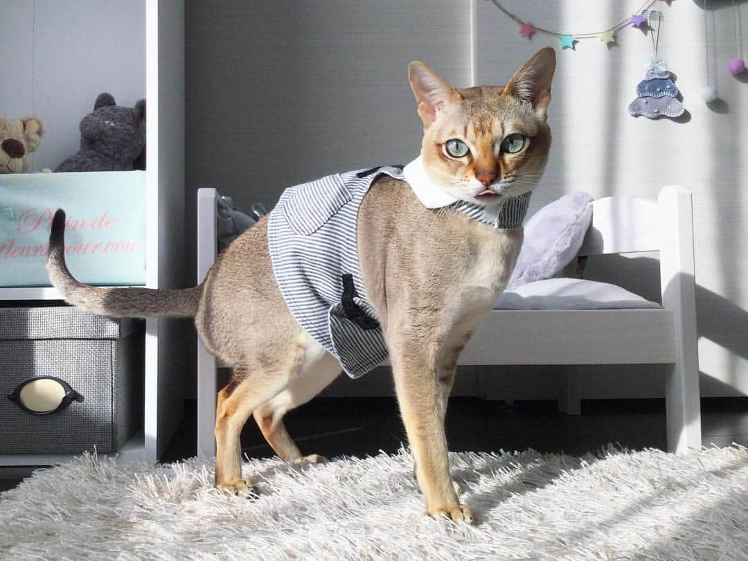 モルト♡Malt(Singapuracat)のインスタグラム：「* カメラ意識し過ぎの微妙な立ち方👯笑 この猫用ハーネスは、ネットショップの【A love cat】さんの物です🖥🔍👕 動物病院に行く時はこれを着けてキャリーに。地震の時も毎回必ず着けています。 * * #cats #meow #kucing #gato #gatto #kedi #แมว #قط #кот #貓 #고양이 #singapuracat #inscatram #catsofinstagram #bestmeow #world_kawaii_cat #cat_features #bestcats_oftheworld #catloversclub #nekoclub #cats_of_world #Excellent_Kittens #Excellent_Cats #INSTACAT_MEOWS #TopCatPhoto #catstocker #Cat_Features #eclatcat #ペットスナップ #necoto.」