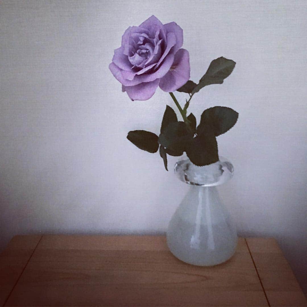 笛木優子のインスタグラム：「Blue rose  Applause  喝采 夢 叶う #bluerose」