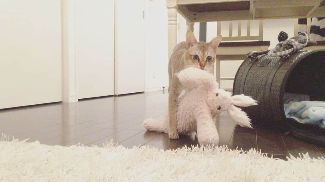 モルト♡Malt(Singapuracat)のインスタグラム：「🐰🐈🐾🐾 うさちゃん持って、構って〜って見つめられていたので投げてみた。いつものてちてち。 * モルちゃん病院の後も元気😽💙 #シンガプーラ #猫 #ねこ#ネコ #ねこ部 #ねこら部 #ふわもこ部 #ペコねこ部 #ピクネコ #みんねこ #にゃんすたぐらむ #にゃんだふるらいふ #ねこのいる生活 #猫とインテリア #運び屋猫 #うさちゃんてちてち #funnycat #catvideo  #animalvideo #pecotv #eclatcat #curepetcancer #ペットスナップ #necoto.」