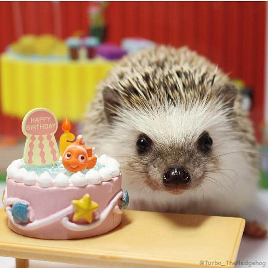 ターボさんのインスタグラム写真 - (ターボInstagram)「23 Novembre 2016 Happy 3rd birthday✨✨✨ #turbo_thehedgehog」11月24日 0時49分 - turbo_thehedgehog