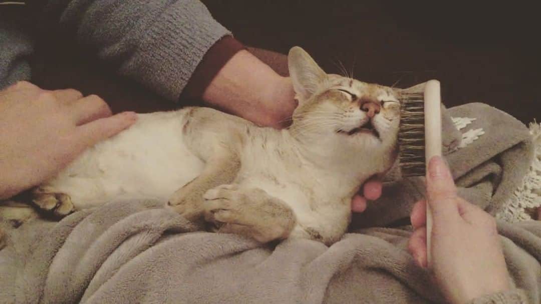モルト♡Malt(Singapuracat)のインスタグラム：「(昨日の🎥)ご満悦なモルちゃん😽💭🌈 東京は雪ですごく寒いっ⛄️❄️人間も猫さんたちも暖かくして風邪ひかないようにしようね〜🙀 * * 久しぶりに容量一杯のiPhoneで、しかもシャンデリアの灯りだけで撮ったら画質悪すぎる🙊 #シンガプーラ #猫 #ねこ#ネコ #ねこ部 #ねこら部 #ふわもこ部 #ペコねこ部 #みんねこ #にゃんすたぐらむ #にゃんだふるらいふ #ねこのいる生活 #猫との暮らし #猫とインテリア #ブラッシング #ペティオ #petio #ペット用品 #甘えん坊 #幸せ #catvideo  #animalvideo #pecotv #curepetcancer #ペットスナップ #necoto.」