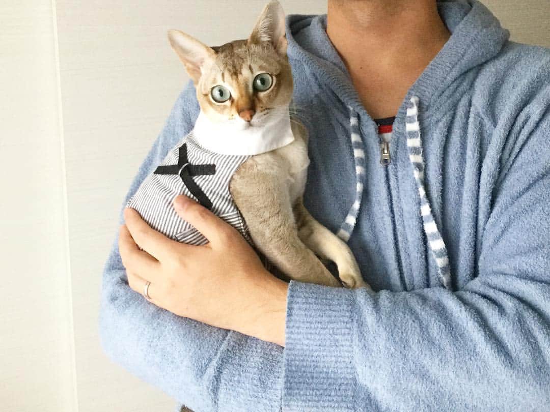 モルト♡Malt(Singapuracat)のインスタグラム：「お休みの日の父子👨‍👦⭐️ モルちゃんが人間に見えてくる…頭おかしいんかな私🙉笑 * * #シンガプーラ #猫 #ねこ#ネコ #ねこ部 #ねこら部 #ふわもこ部 #ペコねこ部 #みんねこ #にゃんすたぐらむ #にゃんだふるらいふ #ねこのいる生活 #猫との暮らし #猫とインテリア #猫の服 #猫用ハーネス #ハーネス #Alovecat #猫バカ #親バカ #ペットスナップ #necoto.」
