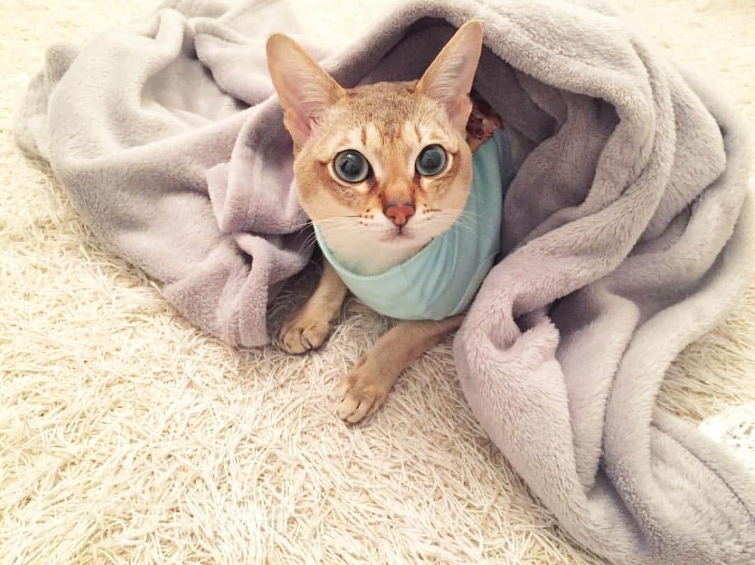 モルト♡Malt(Singapuracat)のインスタグラム：「寒すぎるわ〜🙀❄️ ばぁばに貰ったカシミヤさん着てまーす👦🏼💗 ポケットからちょこんと覗くチビモルが可愛すぎるよーー‼️🙈💨(by パパ) * * #シンガプーラ #猫 #ねこ#ネコ #ねこ部 #ねこら部 #ふわもこ部 #ペコねこ部 #みんねこ #にゃんすたぐらむ #にゃんだふるらいふ #ねこのいる生活 #猫との暮らし #猫とインテリア #猫の服 #犬服 #クークチュール #coocoture #カシミヤ #リメイク  #ペットスナップ #necoto.」