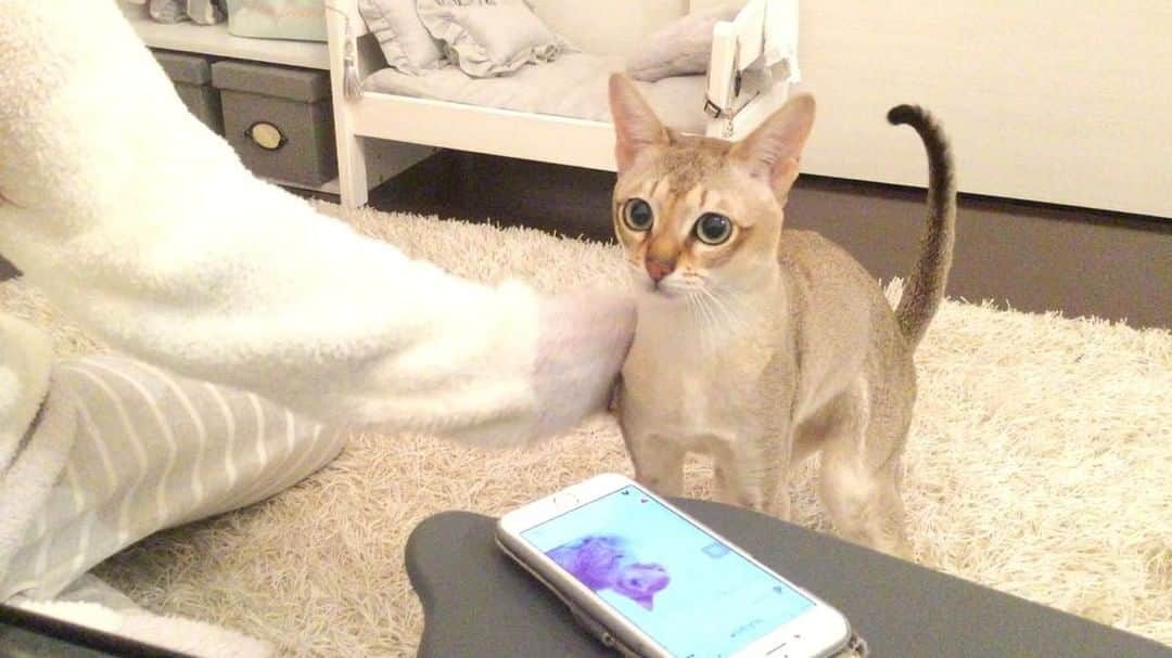 モルト♡Malt(Singapuracat)のインスタグラム：「🔊 🐈💭？ モルちゃんは仔猫の時からテレビやスマホから泣き声が聞こえてくると、私が泣いてると勘違いして駆け寄ってくる。人間の声にも猫の声にも😳 スリスリしたり慰めてくれるのは嬉しいけど私じゃないよ〜🙅🏼📱笑 * @cats_of_instagram @coleandmarmalade So cute!!😽💕 #シンガプーラ #猫 #ねこ#ネコ #ねこ部 #ねこら部 #ふわもこ部 #ペコねこ部 #みんねこ #にゃんすたぐらむ #にゃんだふるらいふ #ねこのいる生活 #猫との暮らし #猫とインテリア #猫ベッド #ハンドメイド #優しい #心配 #catvideo #pecotv #猫動画 #ペットスナップ #necoto.」