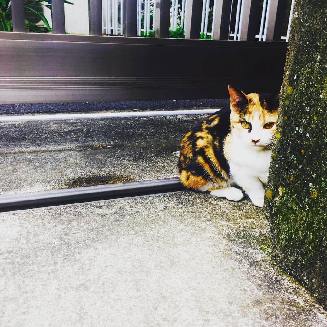 森下千里さんのインスタグラム写真 - (森下千里Instagram)「. ノラ猫ちゃん。 . . じっと、こっちを見てるのに、 近づくと、行っちゃう。 . . 猫ってやつは🐱♡ . . #猫 #ネコ #ねこ #🐈 #🐈🐈🐈 #cat #kitty #ねこちゃん #かわいい  #猫派 #犬派 #とかの質問なしね #catstagram #ネコスタグラム  #スーパー帰り  #撮ってたら #クラクション鳴らされる  #そんなに道に #お尻はみ出てたかな #？ #instagram #instagood #wow #cute #day  #super #follow #followme」11月26日 15時00分 - morishitachii