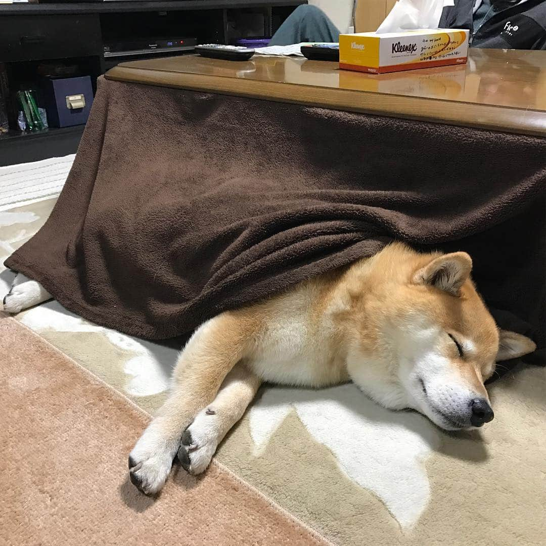 まる（まるたろう）さんのインスタグラム写真 - (まる（まるたろう）Instagram)「Good night!✨🐶💤コタツは気持ちいいにゃ〜 #お父さん風邪引くよ #コタツとみかんと柴犬 #負けるな九州」11月27日 0時38分 - marutaro