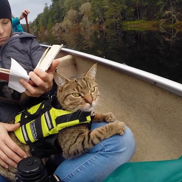 Bolt and Keelのインスタグラム：「Jack and Rose (aka Bolt and Keel) take on canoeing🚣‍♀️ for their #Caturday adventures」