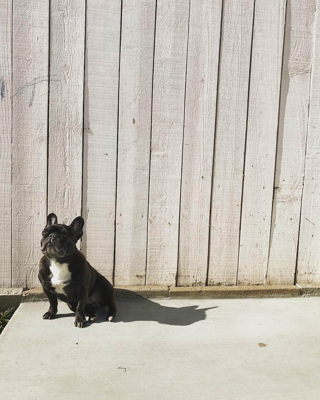 Yokoのインスタグラム：「Sunbathing 😎」