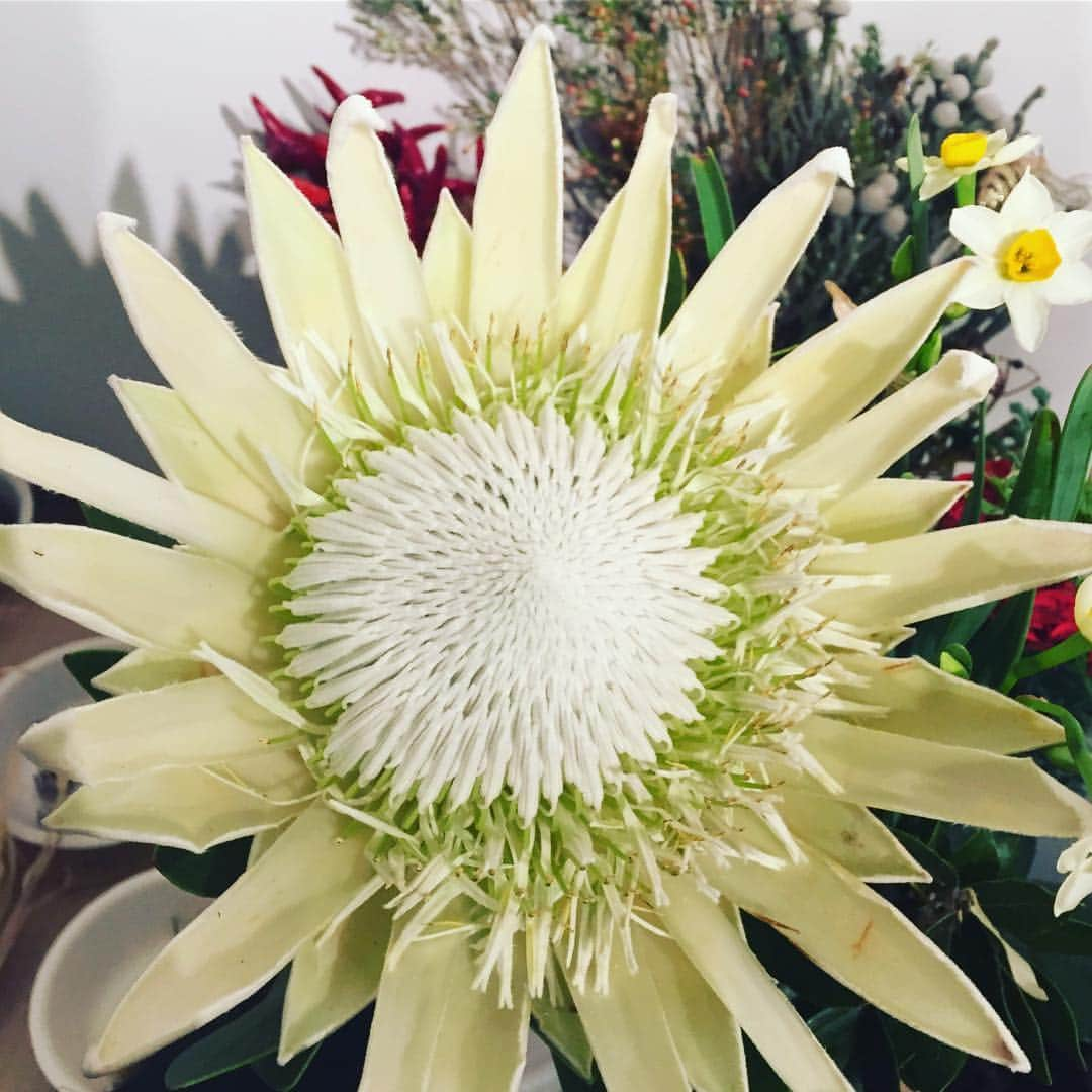 Kaneyasuのインスタグラム：「すごい花  #flower」