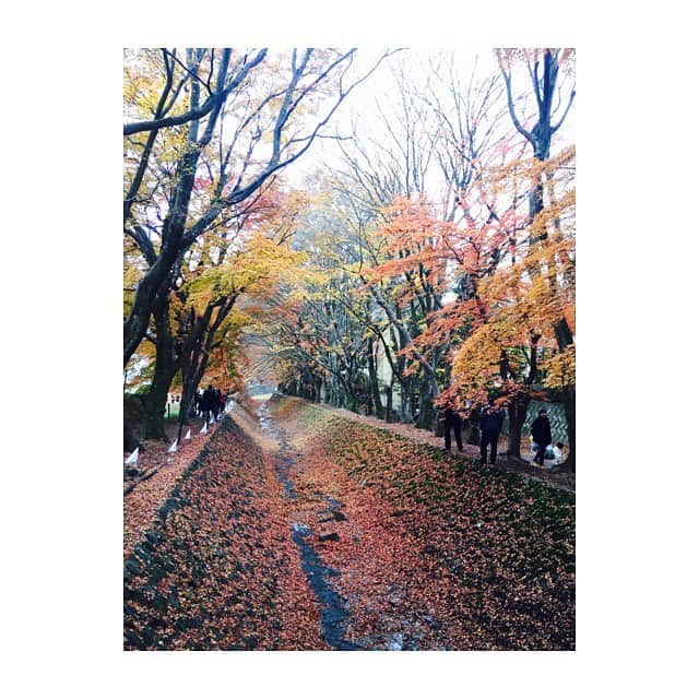 林美沙希さんのインスタグラム写真 - (林美沙希Instagram)「紅葉といえば、先週取材させて頂いた河口湖の「もみじ回廊」がとても素敵な場所でした。 #テレ朝#Jチャンネル#取材#河口湖#もみじ回廊#紅葉#梨川」11月28日 9時00分 - misaki0hayashi