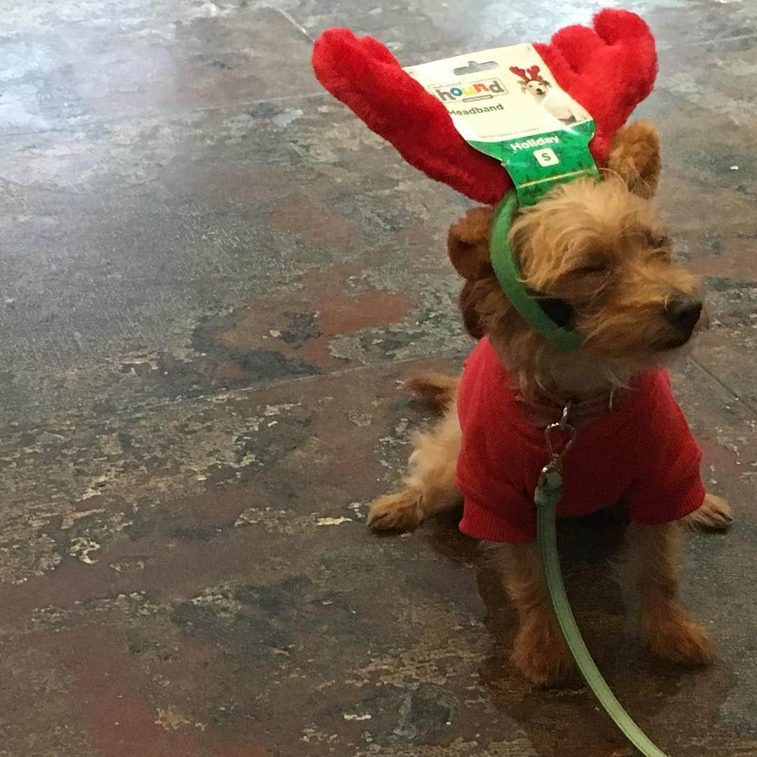 ウィラ・ホランドのインスタグラム：「new parents 4 xmas pls thx  xoxo bill」