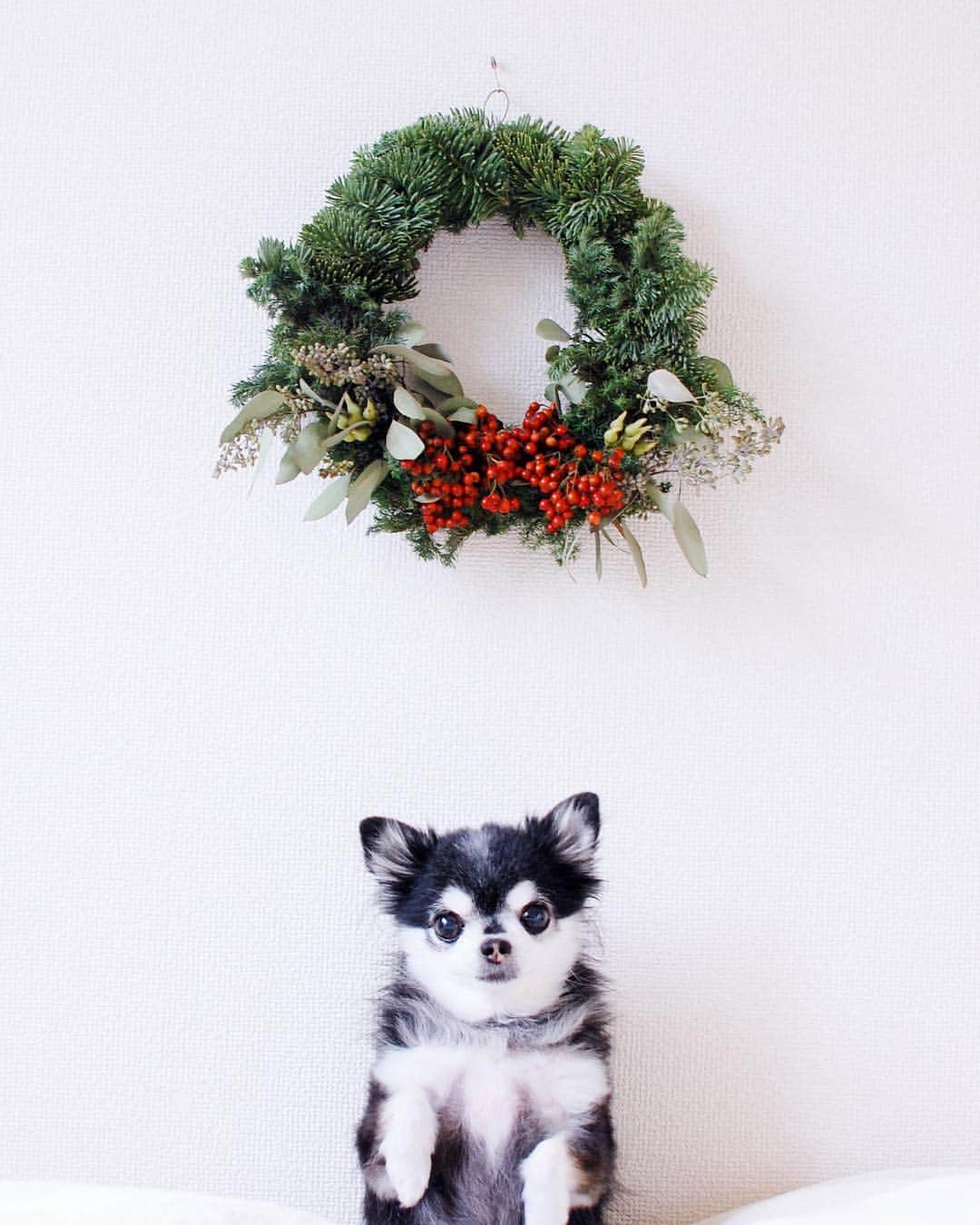 ダダのインスタグラム：「"We are all set for holiday season!" #AlittleHappiness #Wreath #Handmade #HolidaySeason #ChristmasWreath #HandmadeWreath #dog #chihuahua #instagrammer #instagramer #dada #japan #tokyo #cute #funny #happy #love #dogoftheday #dogsofinstagram #instapet #weeklyfluff #ふわもこ部 #わんこ #だだ #おはよう #クリスマスリース #手作りリース」