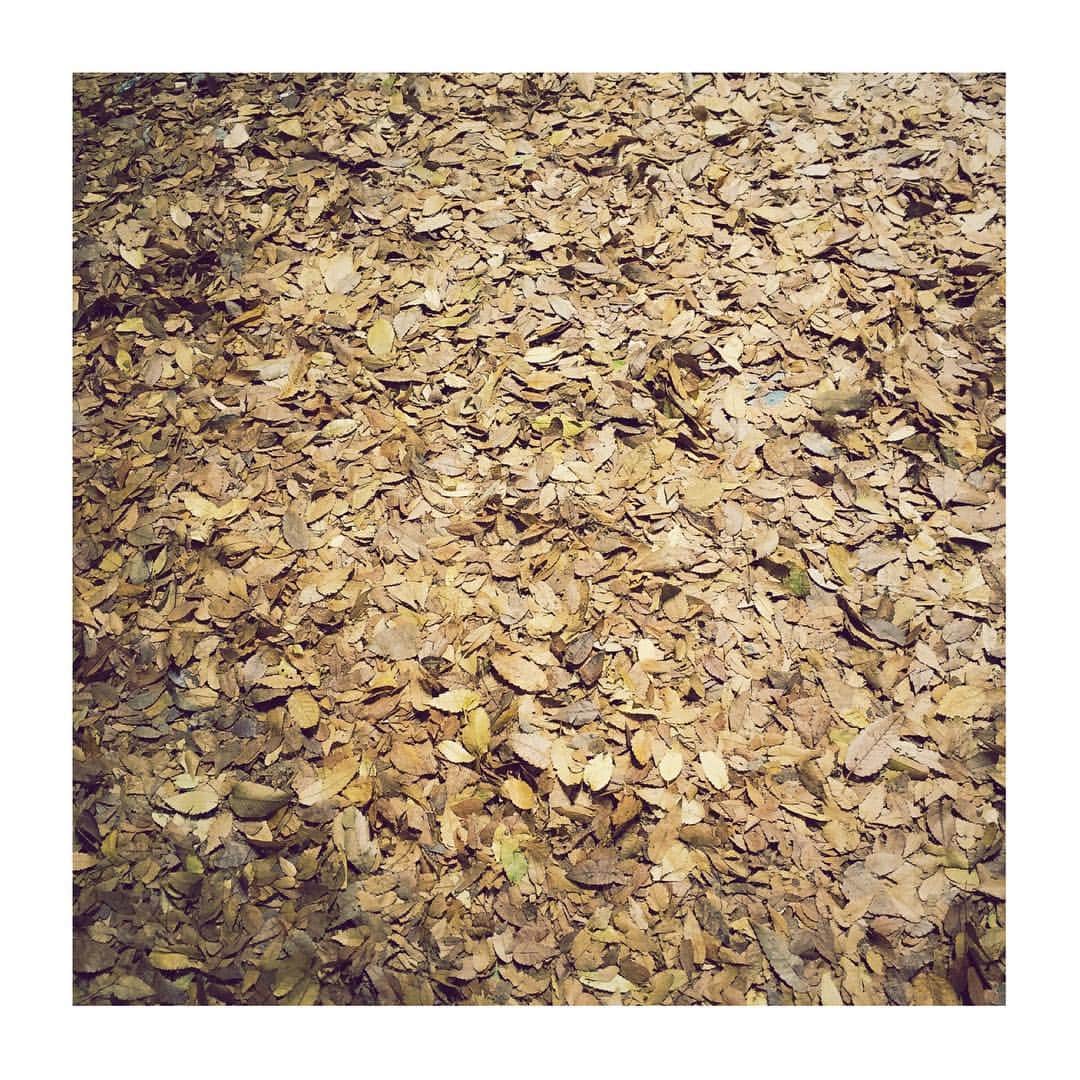 志磨遼平さんのインスタグラム写真 - (志磨遼平Instagram)「すっかり年の暮れです。かきあつめられた落ち葉。」11月28日 23時16分 - ryohei_shima_thedresscodes