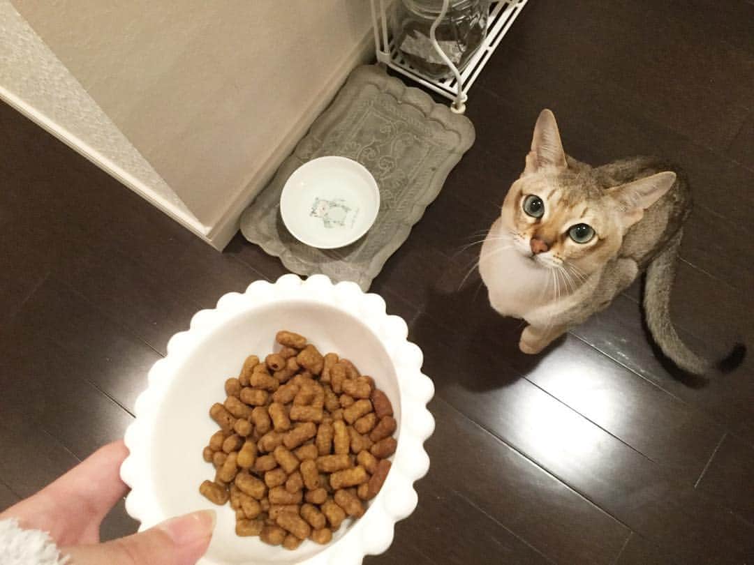 モルト♡Malt(Singapuracat)のインスタグラム：「夜ごはん遅くなってごめんねぇ🙏🏻🍖 カリカリの量を計って用意してる時も、ちょこんと座って待つお利口さん👦🏼💙 仔猫の時はあんなにニャーニャー騒いでいたのにねぇ☺️💭 * #シンガプーラ #猫 #ねこ#ネコ #ねこ部 #ねこら部 #ふわもこ部 #ペコねこ部 #みんねこ #にゃんすたぐらむ #にゃんだふるらいふ #ねこのいる生活 #猫との暮らし #猫とインテリア #猫のごはん #ペットスナップ #necoto.」