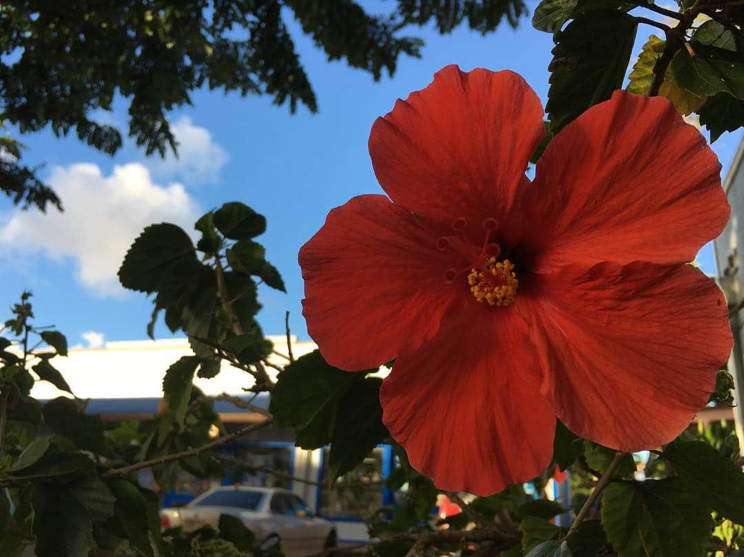 加織のインスタグラム：「🌺🌺🌺」