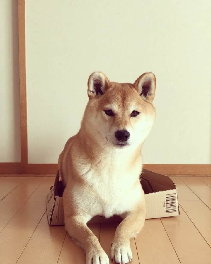 マロたんのインスタグラム：「Amazonからフォトブック届いたん！箱小さいねん！ お手元に届いた方もいらっしゃるでしょうか？本屋さんにも積んであるそうです😭ほんとにマロたんの本が出来たよ😭 #柴犬マロたん #どうぞよろしくお願いします #shiba #shibainu #柴犬 #weeklyfluff #ilovemydog #ふわもこ部」