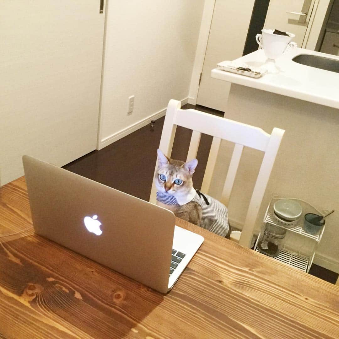 モルト♡Malt(Singapuracat)のインスタグラム：「😽💭…💻🙋🏻‍♂️ * ぼくもパパみたいにカッコよくなりたいなぁ。 *」