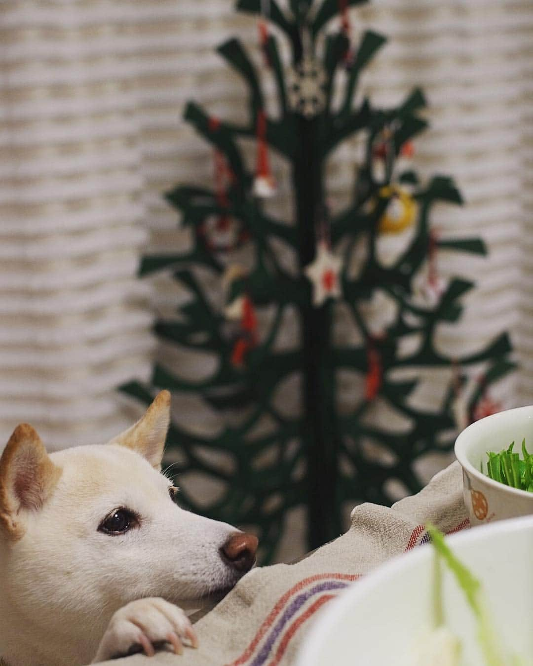 さくぽて（高垣麗子）のインスタグラム：「くんくん🐕 間違いなく美味しいそうな香り〜〜 #sakupote #さくぽて #さくら #ぽてこ #sakura #poteko #柴犬 #しばいぬ #shiba #inu #shibainu #犬 #dog #豆柴 #love #happy #cute」