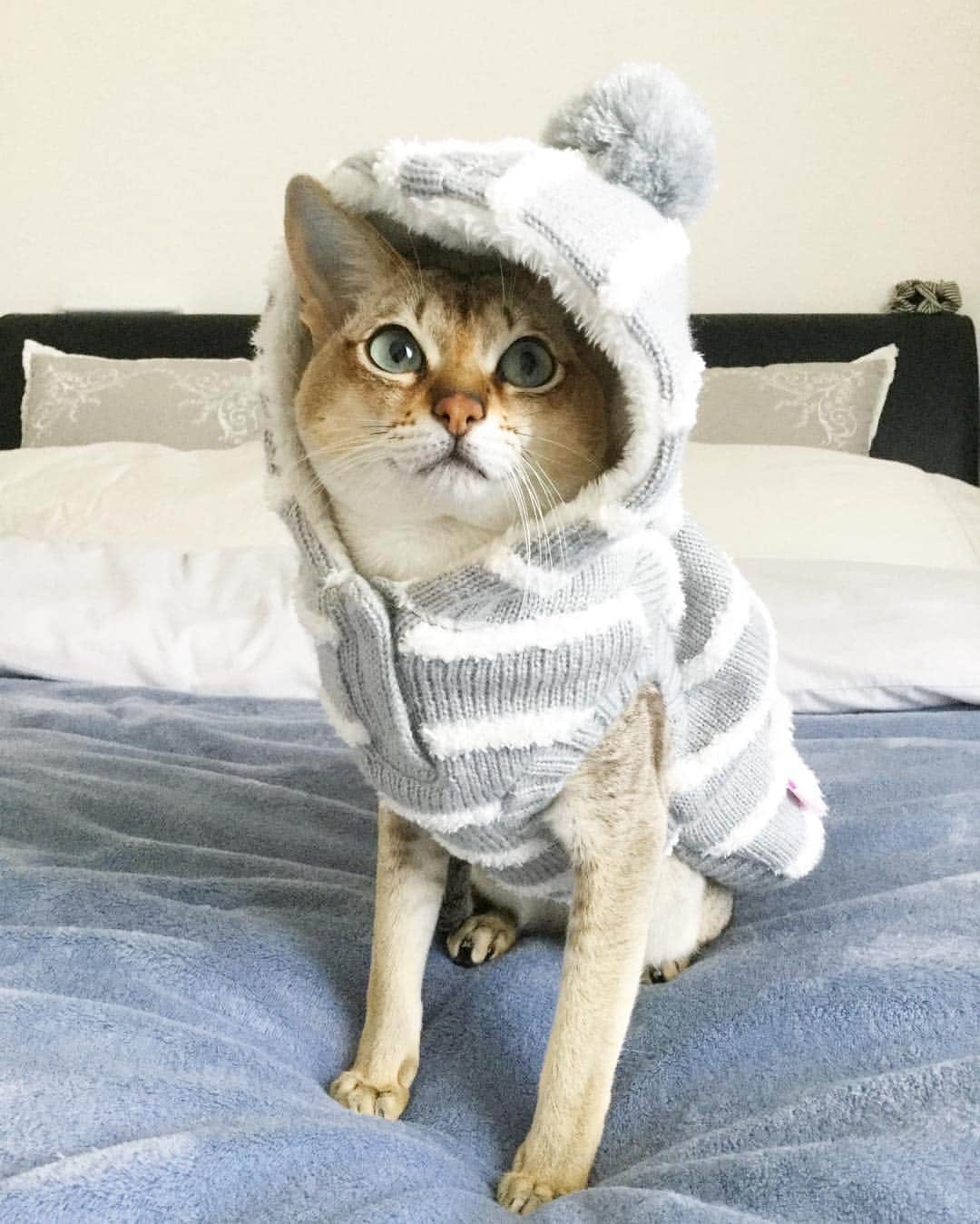 モルト♡Malt(Singapuracat)のインスタグラム：「* 寒い寒い…と思ったらもう12月かぁ❄️ * 今月も楽しみなことが沢山✨充実した良い月になりそう😽💭寒さに負けずに楽しく過ごしましょうね〜😻💕」