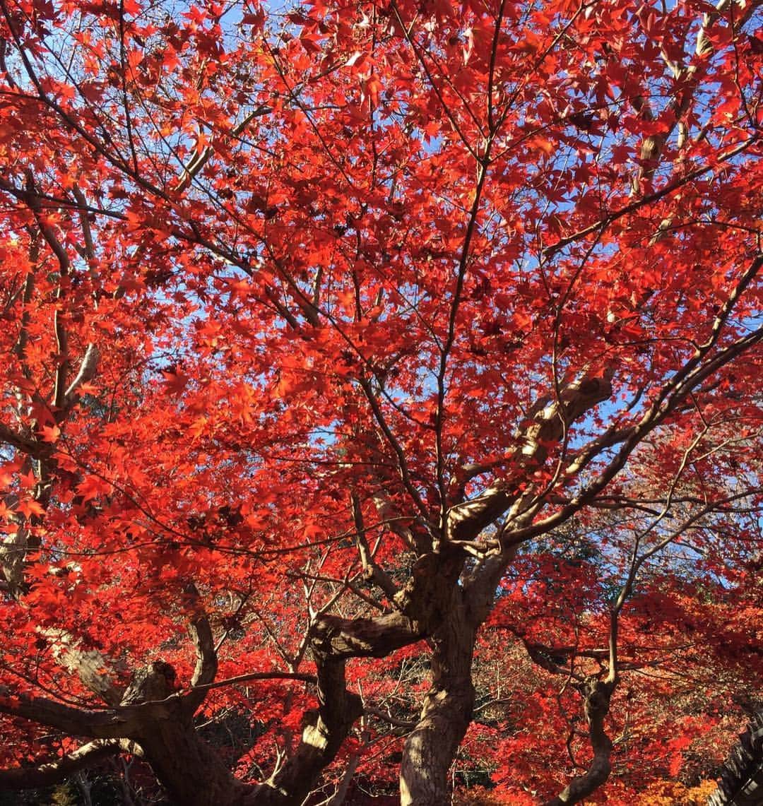 高橋万里恵さんのインスタグラム写真 - (高橋万里恵Instagram)「思い立って京都に来ました。青空と紅葉が本当に綺麗です(^^) #京都 #厭離庵 #紅葉 #今から鰻食べます」12月3日 11時44分 - marie__takahashi
