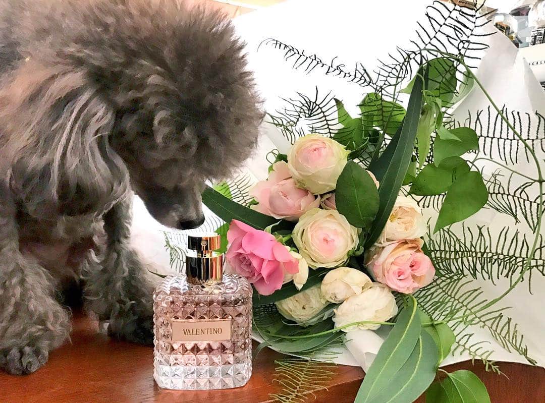 マドモアゼル・ユリアさんのインスタグラム写真 - (マドモアゼル・ユリアInstagram)「Oscar loves perfume🐾🐩💐 お花嬉しくて写真撮ってたらオスカーが香水の匂いにつられて写真入ってきた☺️🐾🐩💐 置いてあるだけでかわいい香水瓶に、女性らしい香りも素敵なヴァレンティノ ドンナ限定パッケージは発売中だそうです💖😊💖 #ValentinoDonna」12月3日 11時46分 - mademoiselle_yulia