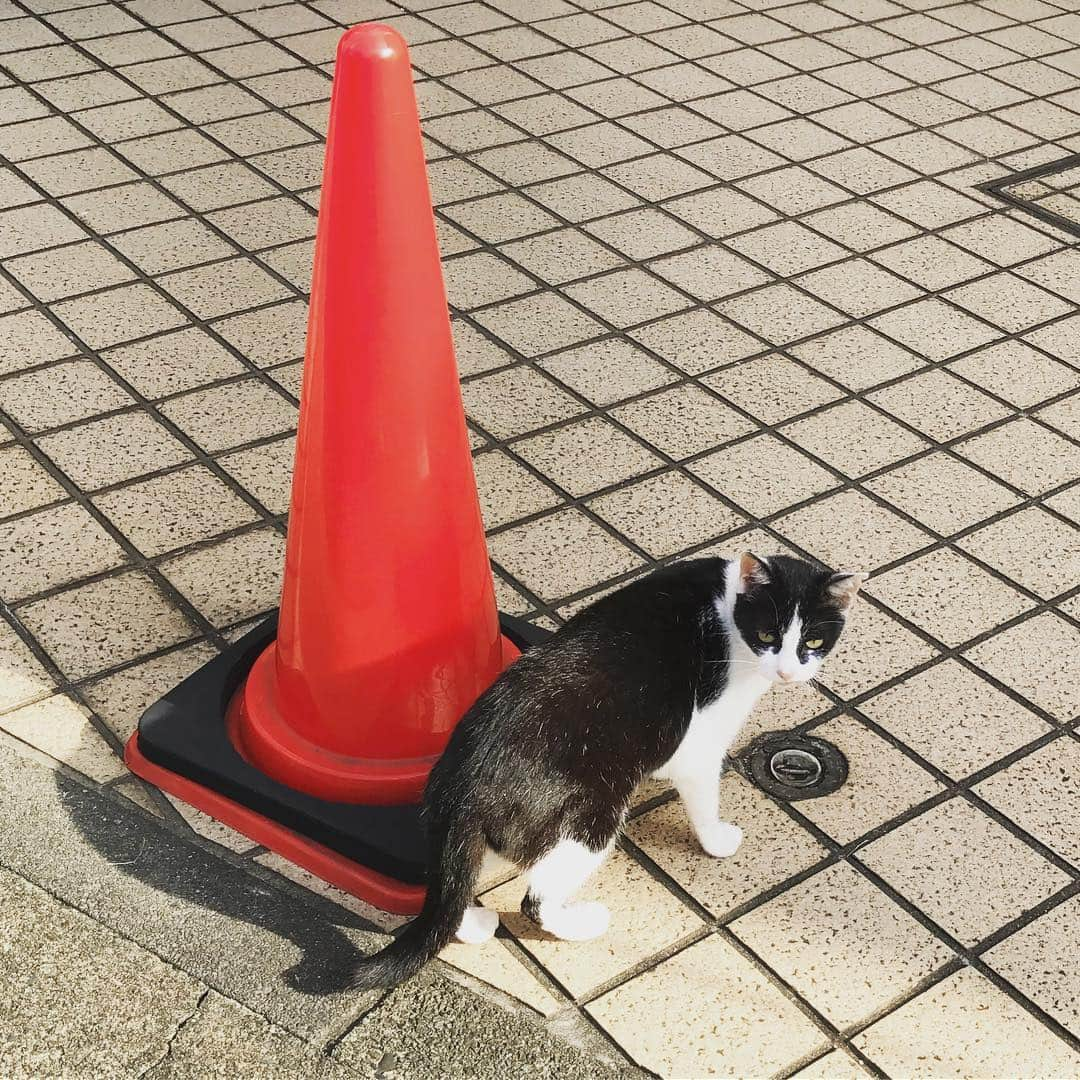 ゆずの小町 東陽町店のインスタグラム：「ご近所の猫さん。 毎日仕事疲れに癒されます！！ さて、今日も一日中がんばりましょう♪ #ゆずの小町  #ゆずの小町東陽町店  #近所の猫  #癒される  #全品ゆず  #今日もお仕事がんばりましょう  #東陽町」