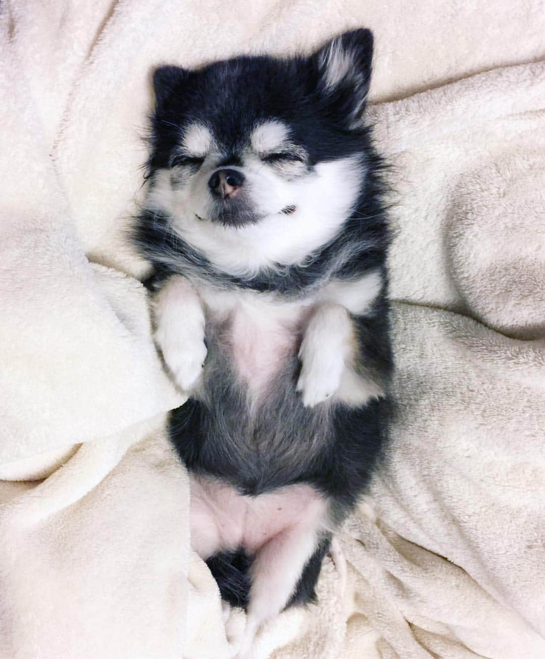 ダダさんのインスタグラム写真 - (ダダInstagram)「"Totally I'm dreaming." #AlittleHappiness #GoodNight #Dreaming #smiling #dog #chihuahua #instagrammer #instagramer #dada #japan #tokyo #cute #funny #happy #love #dogoftheday #dogsofinstagram #instapet #weeklyfluff #ふわもこ部 #わんこ #だだ #おやすみ #夢のなか」12月4日 0時14分 - dog_dada