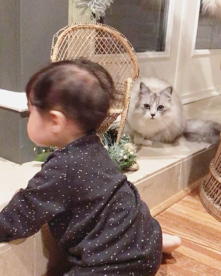 Atlas & Olieのインスタグラム：「Happy Caturday! Yesterday, I showed tiny human my favorite spot in front of the roach dispenser. Now she has taken it over. 😠😠😠 #caturday #peacockchair #sister」