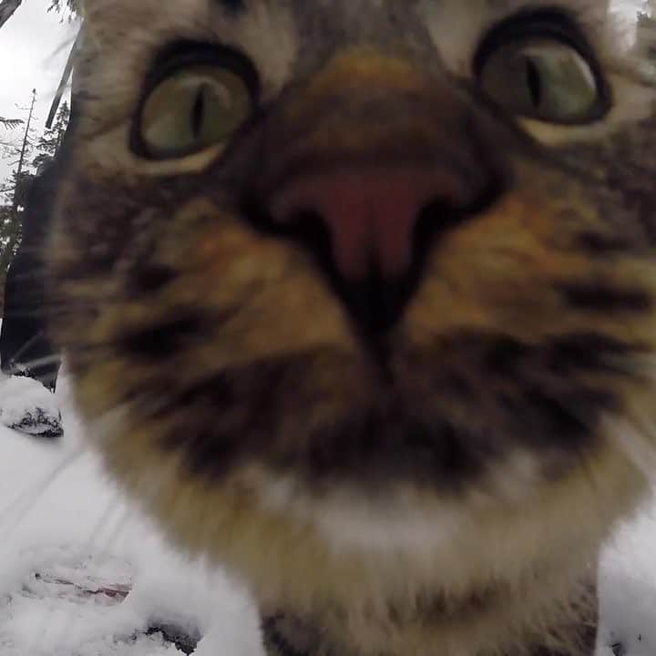 Bolt and Keelのインスタグラム：「A few clips from our latest YouTube video, link in our profile! We are heading back into the mountains this weekend! "The meowtains are calling and we must go" #boltandkeel #caturday」