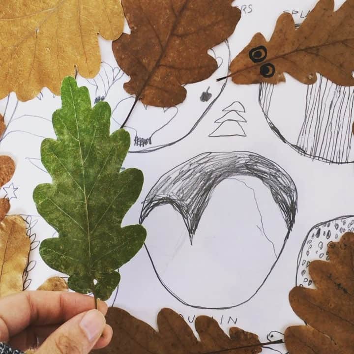 Mogu Takahashiのインスタグラム：「oak leaves happy 🍂」