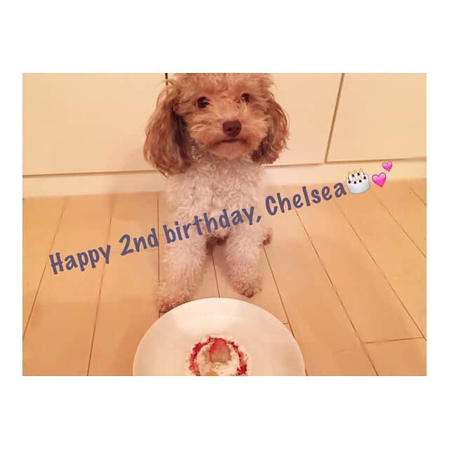 石川恋さんのインスタグラム写真 - (石川恋Instagram)「12/7🎂Happy 2nd birthday,baby🐩💕おちぇるに出会ってから、私の人生は本当に幸せだよ💜ずっとずっと一緒にいてね✨世界でいちばん愛してる🤓💋#Chelsea #チェルシー #トイプードル #HBD #birthday #2nd #birthdaycake #犬用ケーキ #love」12月4日 23時39分 - ren_ishikawa