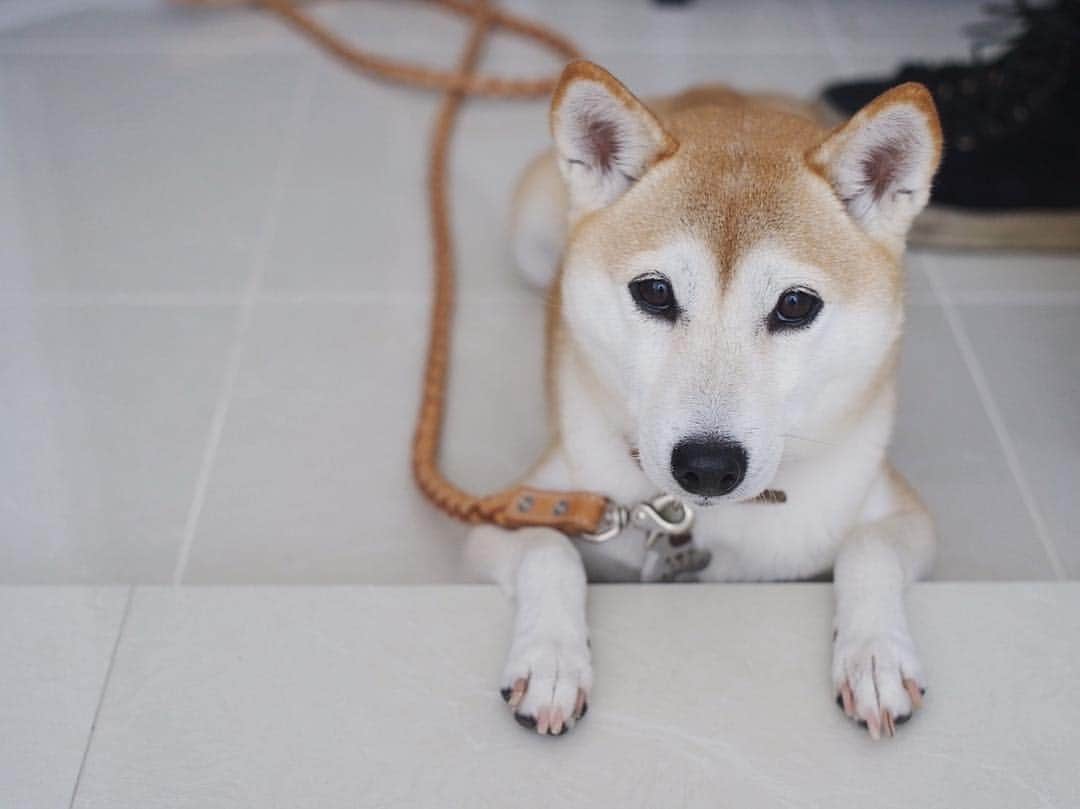 さくぽて（高垣麗子）のインスタグラム：「散歩帰り。 足を拭かないと中に入れてもらえないけど、前脚だけならいいかなー？な、ぽーちゃん。  #sakupote #さくぽて #さくら #ぽてこ #sakura #poteko #柴犬 #しばいぬ #shiba #inu #shibainu #犬 #dog #豆柴 #love #happy #cute」